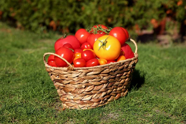 Cesta Mimbre Con Tomates Frescos Hierba Verde Aire Libre — Foto de Stock