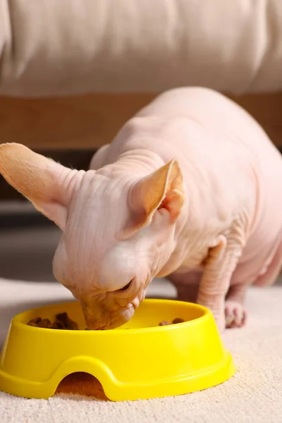 집에서 그릇에서 먹이를 귀여운 스핑크스 고양이 — 스톡 사진
