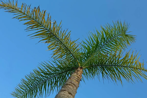 Пальмовое Дерево Зелеными Листьями Фоне Ясного Голубого Неба Вид Низким — стоковое фото