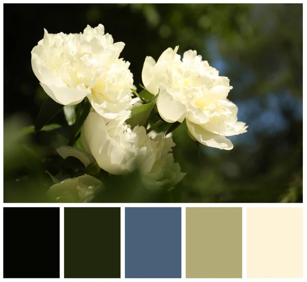 Blommande Vita Pion Blommor Och Färgpalett Kollage — Stockfoto