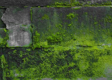 Yeşil yosunlu desenli duvar manzarası, yakın plan.