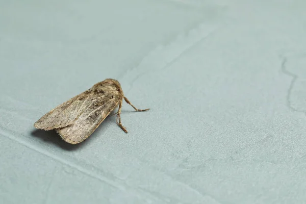 Paradrina Clavipalpis Moth Light Grey Textured Background Space Text — Stock Photo, Image