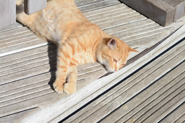 在阳光灿烂的日子里 孤独地在户外游荡的猫 无家可归的宠物 — 图库照片