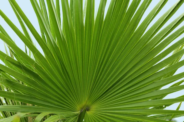 Красивая Пальма Зелеными Листьями Против Голубого Неба Крупным Планом — стоковое фото
