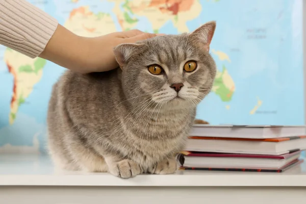 Woman stroking cat against world map, closeup. Travel with pet concept
