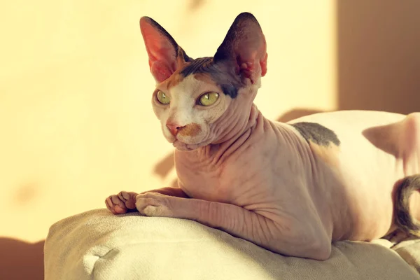 Adorabile Gatto Sphynx Cuscino Casa Bellissimo Animale Domestico — Foto Stock