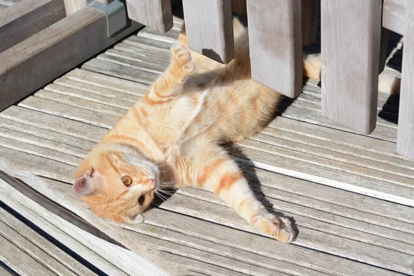 晴れた日に屋外で遊ぶ孤独な野良猫 ホームレスのペット — ストック写真