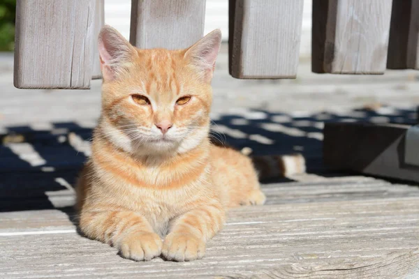 Güneşli Bir Günde Dışarıda Yalnız Başıboş Bir Kedi Mesaj Için — Stok fotoğraf