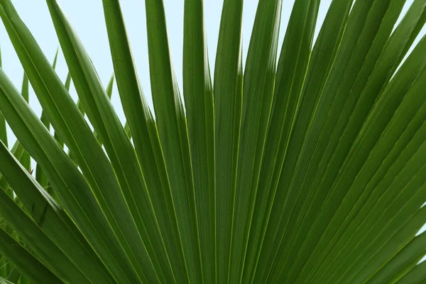 Vacker Palm Med Gröna Blad Mot Blå Himmel Närbild — Stockfoto