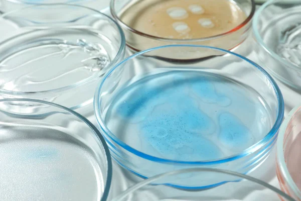 Petri Dishes Liquids White Table Closeup — Stock Photo, Image
