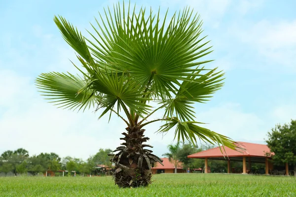 Тропическая Пальма Красивыми Зелеными Листьями Открытом Воздухе — стоковое фото