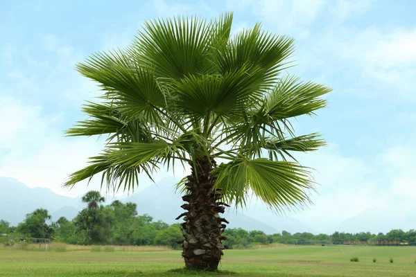 Tropiskt Palmträd Med Vackra Gröna Blad Utomhus — Stockfoto