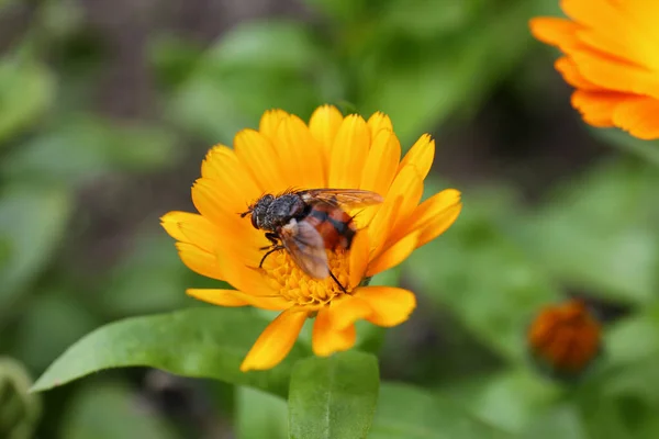 Hermosa Flor Caléndula Con Insectos Aire Libre Primer Plano — Foto de Stock