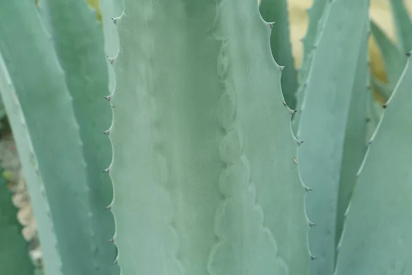 Beautiful Green Agave Plant Growing Outdoors Closeup — Stock Photo, Image