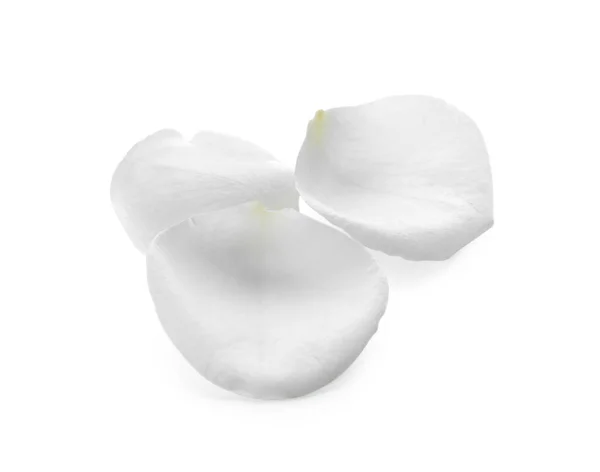 Красиві Пелюстки Троянди Білому Тлі — стокове фото