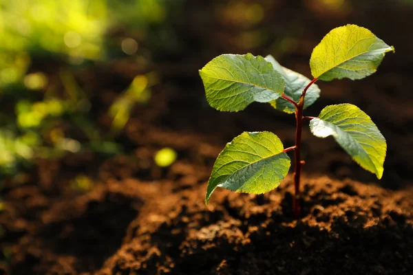 Tohumlar Taze Toprakta Yetişiyor Yakın Plan Ağaç Dikiyorum Metin Için — Stok fotoğraf