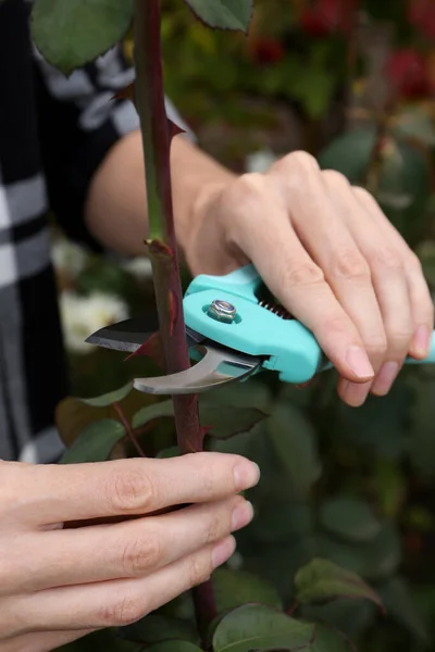 stock image Woman pruning branch with spikes by secateurs in garden, closeup