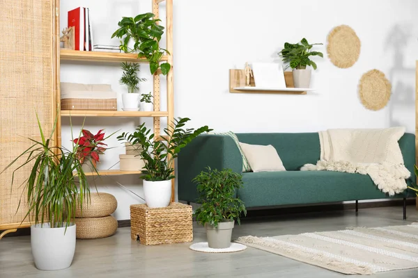 Interiér Obývacího Pokoje Krásnými Různými Zelenými Květináči Nábytkem Dekor Domu — Stock fotografie