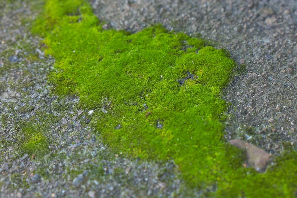 Textured Surface Green Moss Background Closeup — Stock Photo, Image