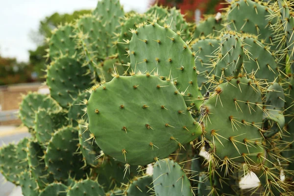 Piękne Kłujące Kaktusy Gruszkowe Rosnące Zewnątrz Zbliżenie — Zdjęcie stockowe