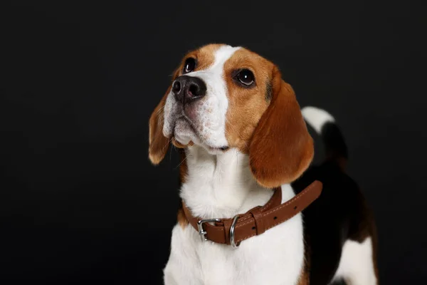 Schattige Beagle Hond Stijlvolle Kraag Zwarte Achtergrond — Stockfoto
