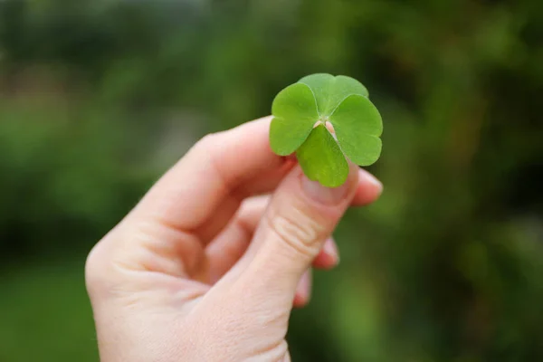 Woman Holding Beautiful Green Four Leaf Clover Outdoors Closeup — Stock Photo, Image