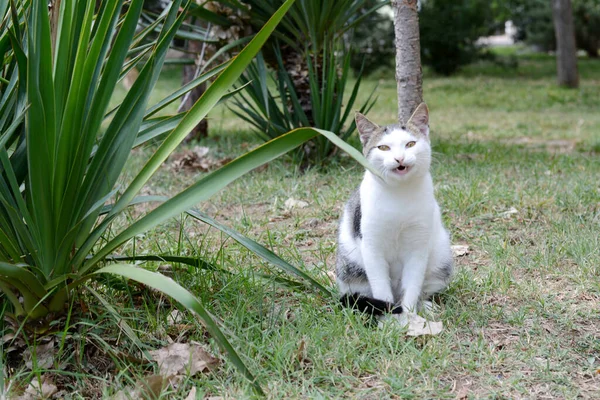孤独的流浪猫在户外的绿草上 无家可归的宠物 — 图库照片