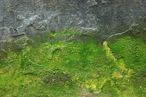 Strukturovaná Stěna Zeleným Mechem Jako Pozadí Detailní Záběr — Stock fotografie