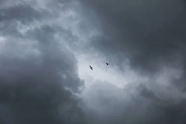 Malebný Pohled Ptáky Obloze Hustými Deštivými Mraky — Stock fotografie