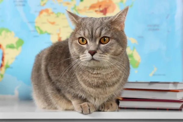 Cute cat and books on table against world map. Travel with pet concept