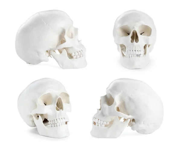 stock image Set with models of human skull on white background