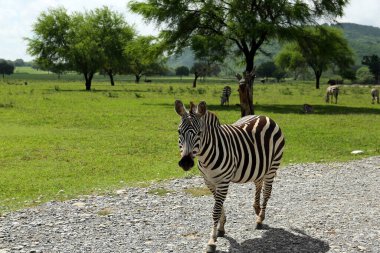 Safari parkında güzel çizgili Afrika zebraları