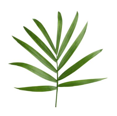 Beautiful green coconut leaf isolated on white