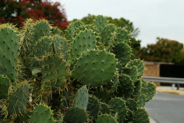 Beautiful prickly pear cactus growing on city street