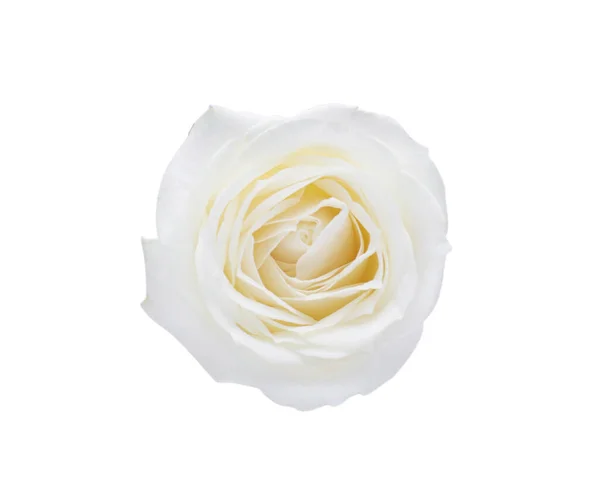 Gyönyörű Rózsa Gyengéd Szirmok Fehér Háttér Felső Nézet — Stock Fotó