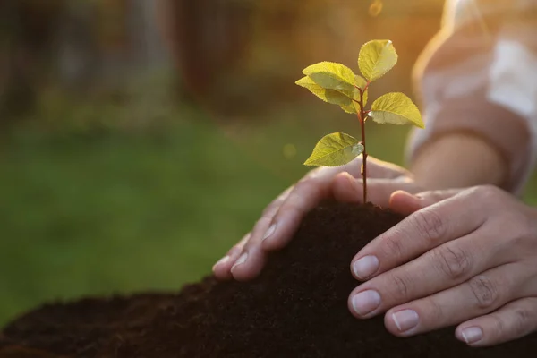 Mulher Plantando Árvore Jovem Jardim Close Espaço Para Texto — Fotografia de Stock