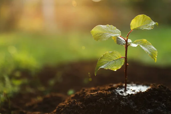 Seedling growing in wet soil outdoors, closeup. Planting tree. Space for text