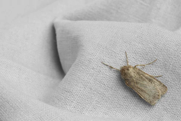 白布上有苍白斑纹的翅膀的瓢虫 — 图库照片