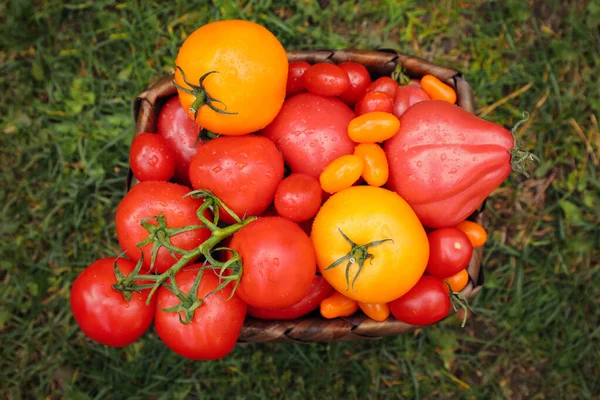 stock image Basket of fresh tomatoes on green grass outdoors, top view