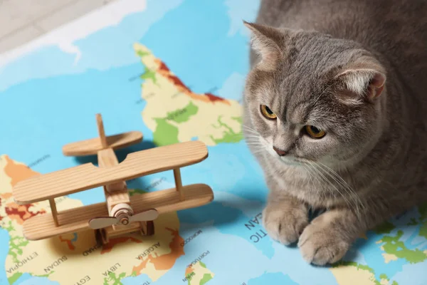 Cute cat and toy plane on world map, closeup. Travel with pet concept