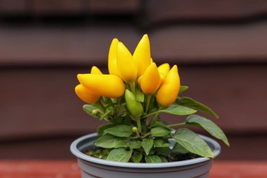 Capsicum Annuum fabrikası. Açık havada sarı biber saksısı bulanık arka planda, yakın plan.