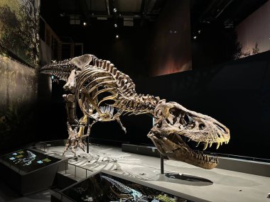 Leiden, Hollanda - 19 Kasım 2022: Müzedeki Tyrannosaur iskeleti