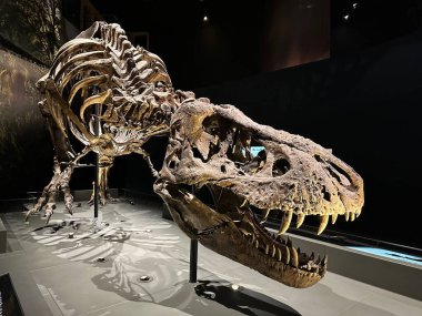 Leiden, Hollanda - 19 Kasım 2022: Müzedeki Tyrannosaur iskeleti