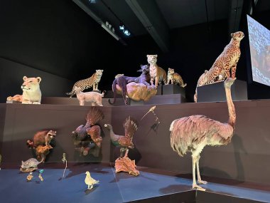 Leiden, Hollanda - 19 Kasım 2022: farklı doldurulmuş hayvanlarla müze sergisi. Çevre Eğitimi