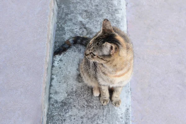 Niedliche Streunende Katze Sitzt Auf Treppen Freien — Stockfoto