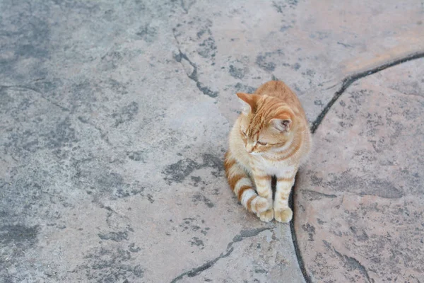 石の表面の屋外で孤独な野良猫 テキストのためのスペース ホームレスのペット — ストック写真
