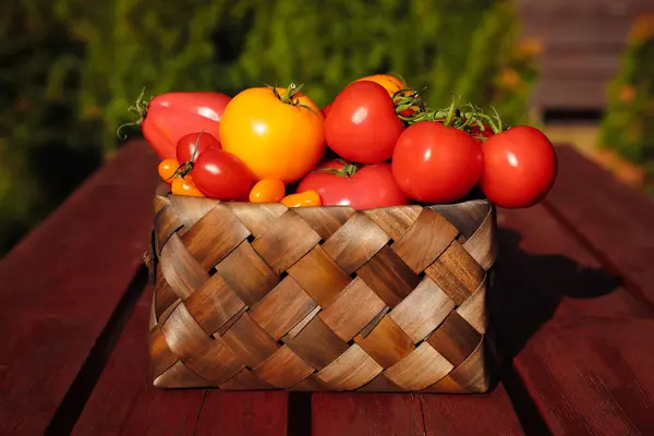 Kosz Świeżymi Pomidorami Drewnianym Stole Zewnątrz — Zdjęcie stockowe