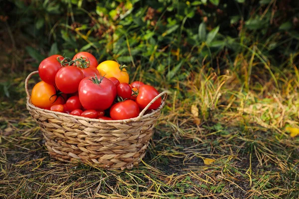 Cesta Vime Com Tomates Frescos Grama Verde Livre Espaço Para — Fotografia de Stock