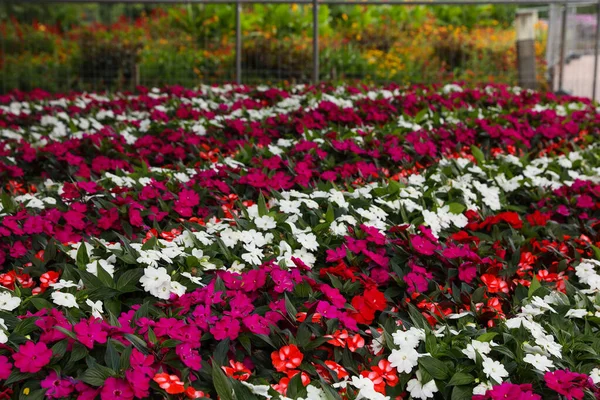 Sok Gyönyörű Virágzó Türelmetlen Növények Kert Szabadban — Stock Fotó