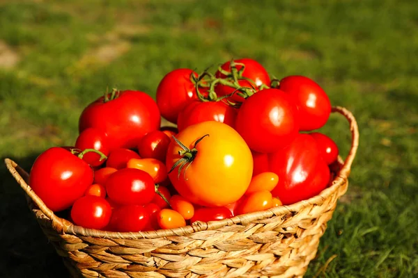 Wiklinowy Kosz Świeżymi Pomidorami Zielonej Trawie Zewnątrz Zbliżenie — Zdjęcie stockowe